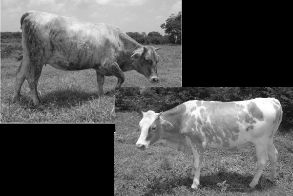 Cattle Project - Cows Cattle Project - Cows